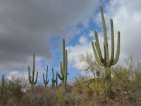 CoolestSaguaroCacti-031006