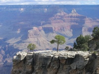 GrandCanyon-LonelyTrees-030706