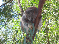 20040717-HealesvilleKoala