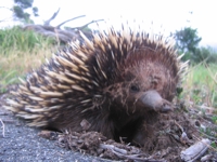 EchidnaFace