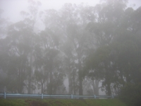 FoggyDandenong-072404