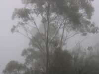 FoggyKatoomba