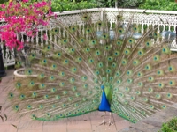 Peacock