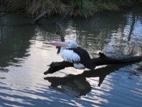 Pelican