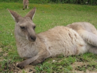 RelaxingRoo