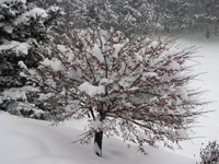 20081230-SnowyBerryTree