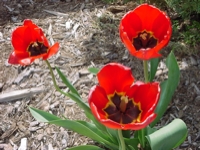 ThreeTulips