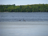 20090607-Loons