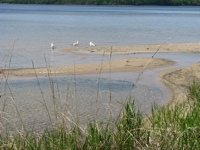 20090607-SeagullSandbar