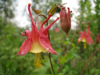 20100601-WildColumbine-1