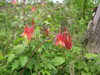 20100601-WildColumbines