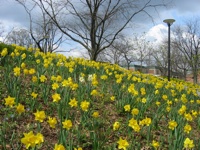 20080421-DaffodilsByKern