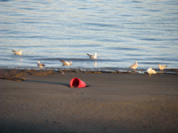 20081117-RedBucket-Seagulls