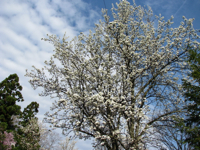 20090424-WhiteBlossoms