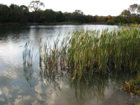 20091003-TusseyPond-Reeds