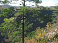 20091011-PineCreekGorge