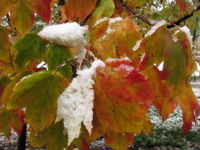 20091015-SnowLadenMapleLeaves