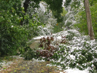 20091016-FallenLimbs-BikePath