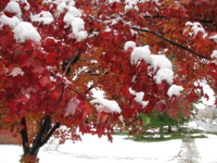 20091016-SnowyRedMapleLeaves