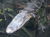 20100118-Crocodile