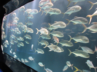 20100118-EntrywayAquarium