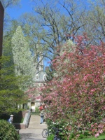 SpringBlossoms-OldMain-041906-1