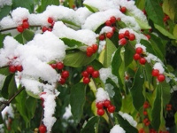 TropicalSnow-SnowyBerries-102505