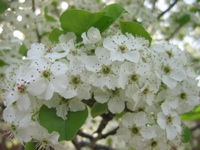 WhiteBlossomsCloseUp-042106