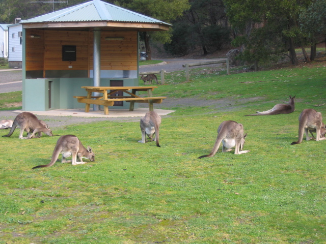 105-Kangaroos