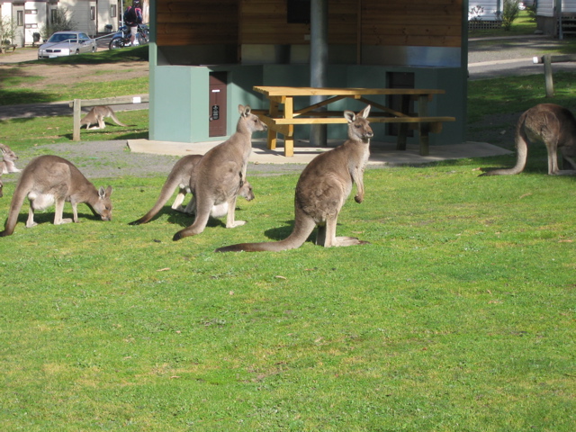 106-Kangaroos