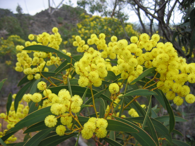 186-YellowWattle