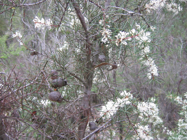 192-FloweringBanksia