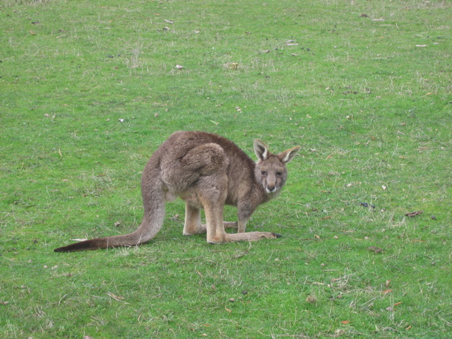 009-Kangaroo