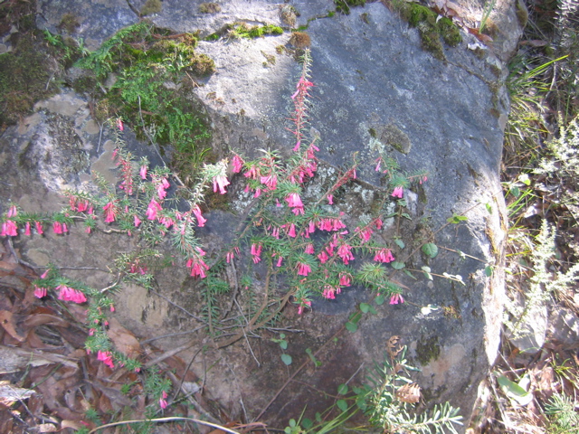 090-PinkFlower-Rock