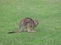 009-Kangaroo