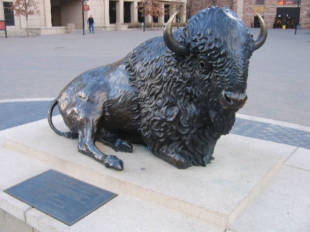 19-Buffalo The Monarch of the Plains, the mascot of the Colorado Buffaloes, sitting outside Folsom Field