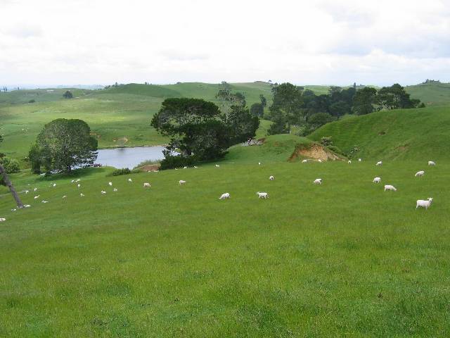 03-Hobbiton Real sheep grazing on the real-life Hobbiton