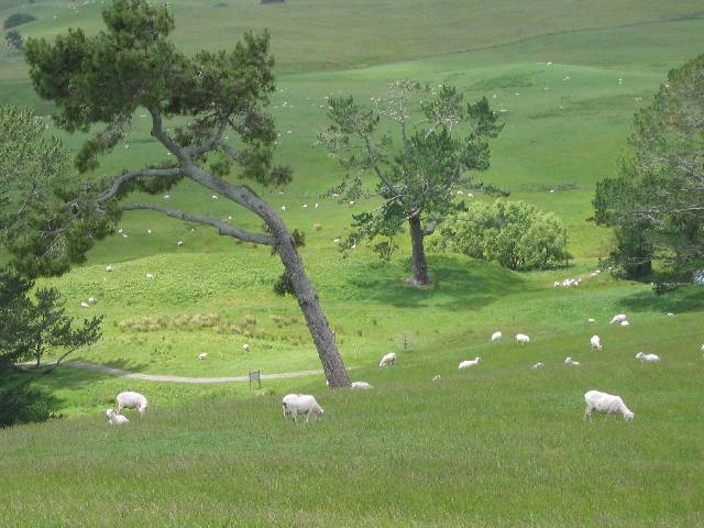 07-Sheep Grazing sheep