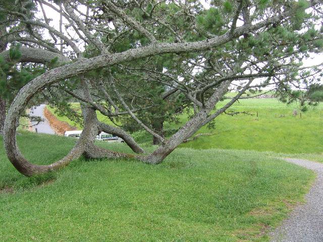 12-FireworksCart On the path beneath this tree is where some fireworks from Gandalf's cart exploded for the group of hobbit children