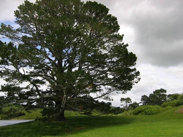 21-PartyTree Party Tree ... even the tree fit Tolkien's description of the Party Tree, which meant that Peter Jackson didn't need to haul in a different tree or doctor the existing one at all