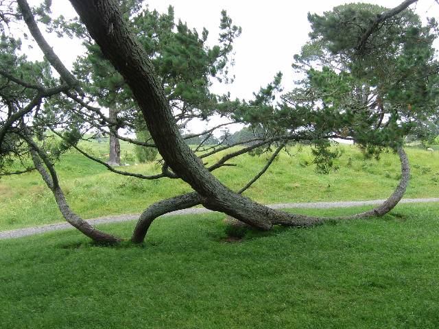 63-ArchedBranch A really cool arched branch, that actually dives underground for a bit and is sprouting new growth akin to a new, young tree