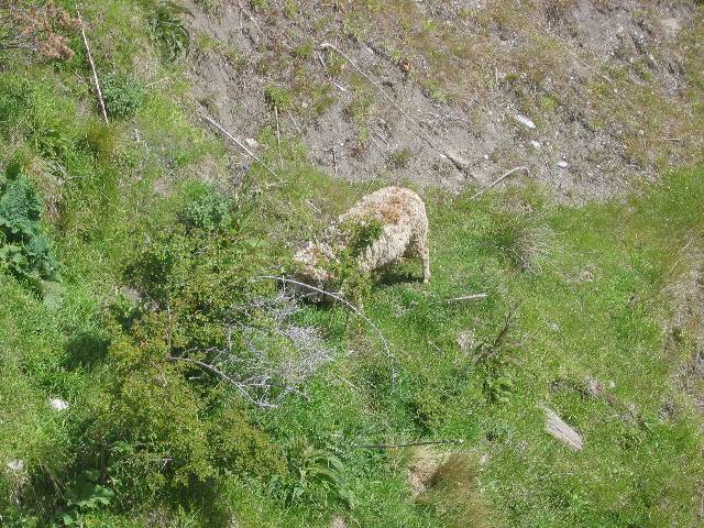 38-Sheep Our tour guide said that sheep grazed in these hills, and I asked him if they ever wandered over a ledge, so he told me to look down off this particular ledge to show me that sheep like this one occasionally do tumble to their deaths