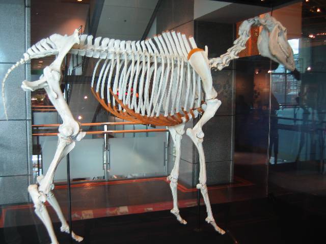 49-PharLapSkeleton The skeleton of Phar Lap, a famous racehorse from the 1920s that was born in New Zealand, and raised and trained in Australia, the all-time best racehorse in Australian history ... most Aussies still resent America for the suspected poisoning that caused Phar Lap's death in the States a couple months before he was to run in the Kentucky Derby ... at any rate, Phar Lap's skeleton is here in Wellington, his heart is in Melbourne, and his hide is in Canberra, so he's all over the place