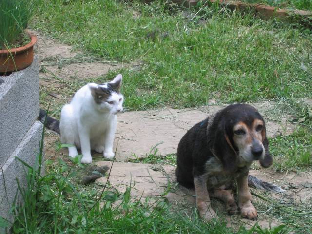 029-Tim'sPets Nathan & I stayed the night a few miles south of DC at Nathan's friend Tim's hobby farm, and these are two of his pets, though the basset hound was getting pretty old and arthritic