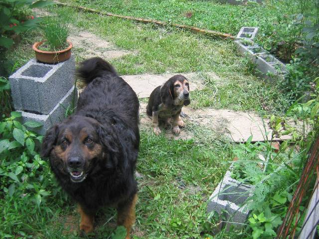 034-Tim'sDogs Tim's dogs