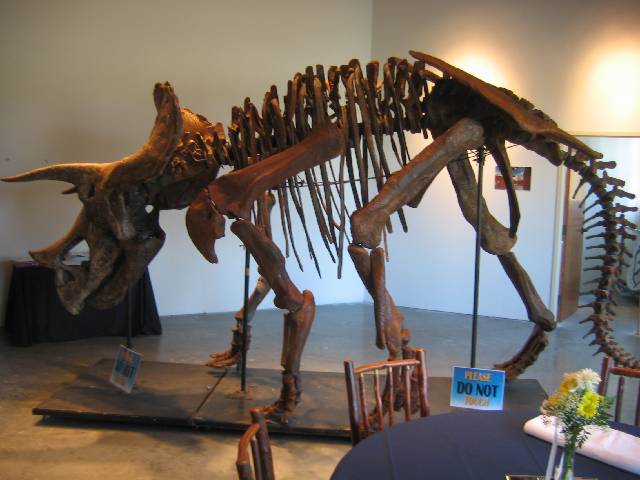 144-TriceratopsSkeleton Triceratops skeleton